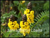 Kasie - Cassia didymobotrya