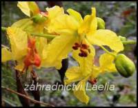 semena Parkinsonia aculeata